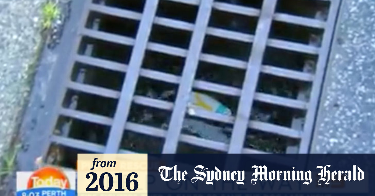 Video Dog stuck in drain